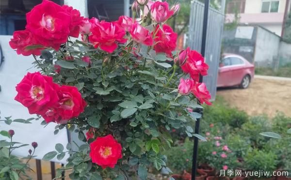 湖北大花月季怎樣管理，才多開花？(圖1)