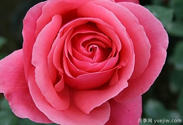 地栽的大花香水月季該怎樣養(yǎng)護(hù)呢？一起看看吧(圖1)