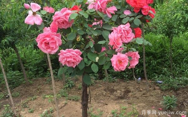 養(yǎng)月季花關(guān)于養(yǎng)殖中的注意知識，月季基地來整理(圖1)