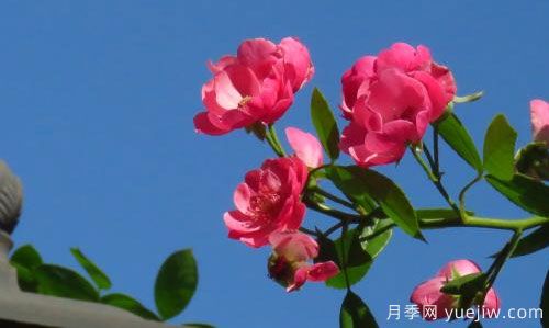 南陽月季基地講述切花月季的幾個(gè)特點(diǎn)(圖1)