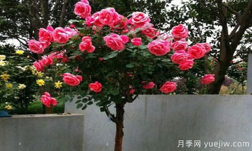 原來樹狀月季又被稱為“玫瑰樹”他的優(yōu)勢(shì)在哪里(圖1)