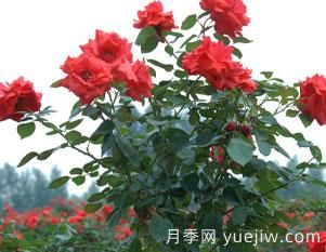 月季的整枝修剪是否得當(dāng),直接影響即對(duì)衰老該如何修剪呢?(圖1) 月季的整枝修剪是否得當(dāng),直接影響即對(duì)衰老該如何修剪呢?(圖1)