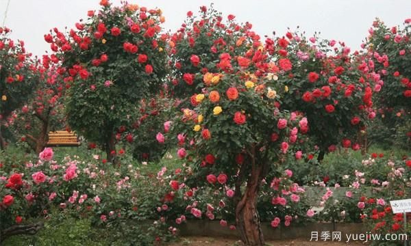 河南月季品種如何選擇不容易死？(圖1)