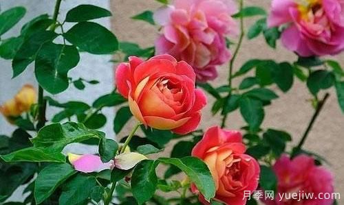 大花月季在日常中，怎么嫁接育苗和管理？(圖1)