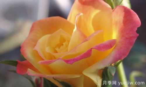 大花月季在施肥時(shí)，有需要注意些什么？(圖1)