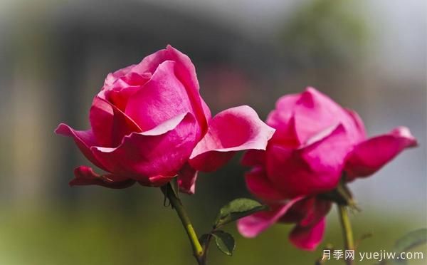 想讓自家樹狀月季好看，要學(xué)會嫁接這個妙招(圖1)