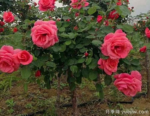 月季花扦插生根慢？教你快速生根法！(圖1)