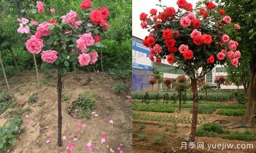月季遇到病害包含的病況？如何解決呢(圖1)