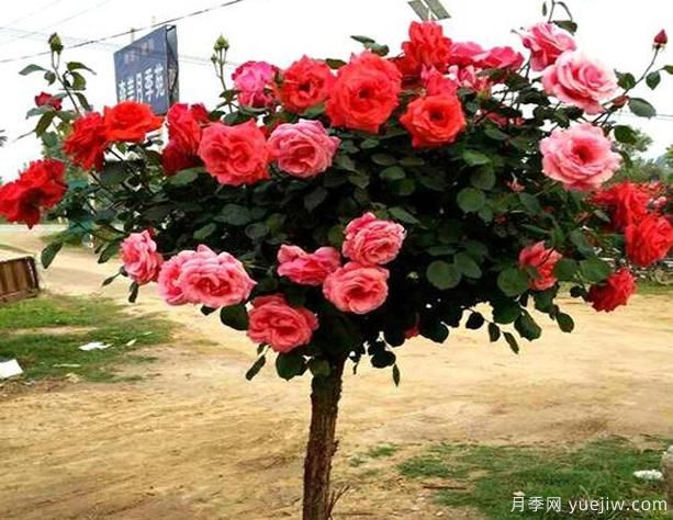 鶴壁樹(shù)狀月季花都有哪些作用功效呢？(圖1)