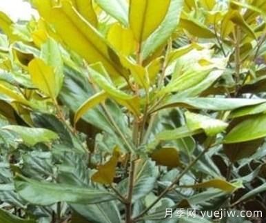 廣玉蘭根部變黑的原因有哪些？(圖1)