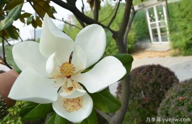 廣玉蘭樹什么時候開花？(圖2)