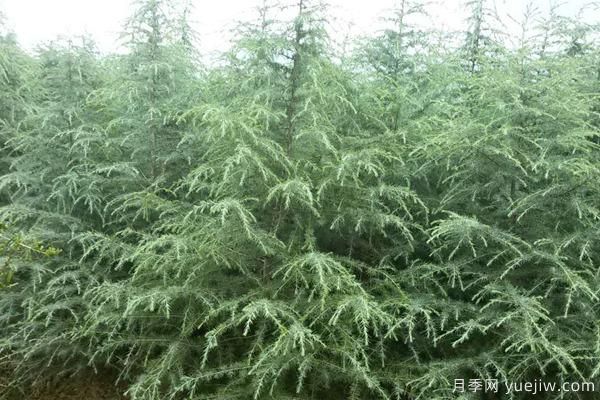 雪松樹(shù)苗多少錢一棵？雪松哪里價(jià)格便宜？(圖2)