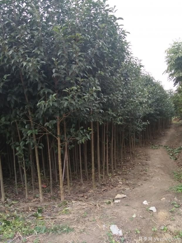大葉女貞在種植過程中存在的缺點(diǎn)(圖1)