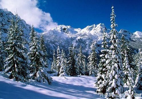 雪松的耐寒能力怎么樣？容易凍傷嗎？(圖1)