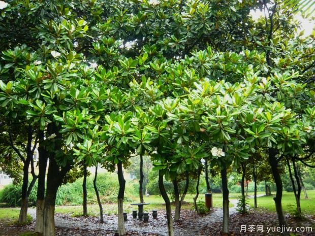 如何提高大廣玉蘭移植成活率？(圖1)