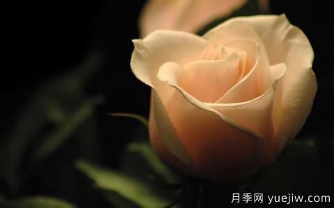 怎么看張愛玲的《紅玫瑰與白玫瑰》？(圖1)