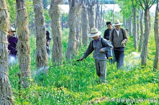 綠化養(yǎng)護(hù)春季的工作重點(diǎn)是什么？(圖2)