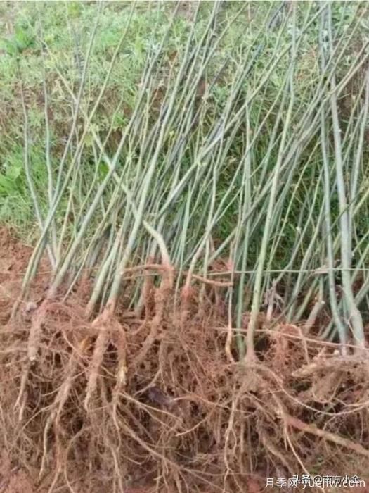 公園一般種植什么綠化樹(shù)木？(圖2)
