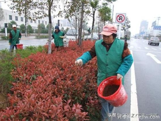 綠化養(yǎng)護(hù)春季的工作重點(diǎn)是什么？(圖3)