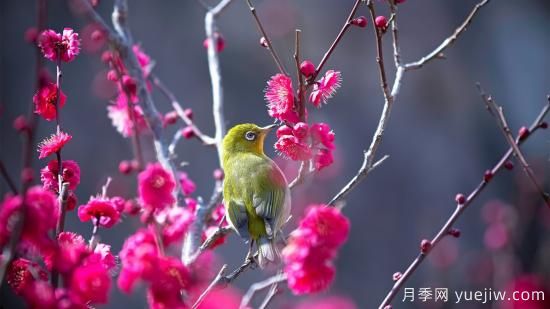 園林綠化養(yǎng)護(hù)需要注意哪些問題？(圖1)