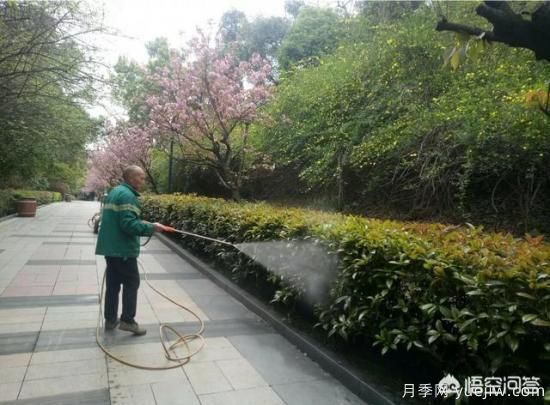 如何做園林的綠化養(yǎng)護(hù)工作？(圖1)