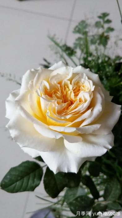 有哪些花友必備的月季花品種可以推薦下？(圖13)