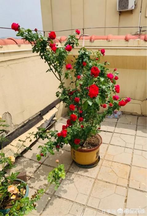 有哪些花友必備的月季花品種可以推薦下？(圖8)