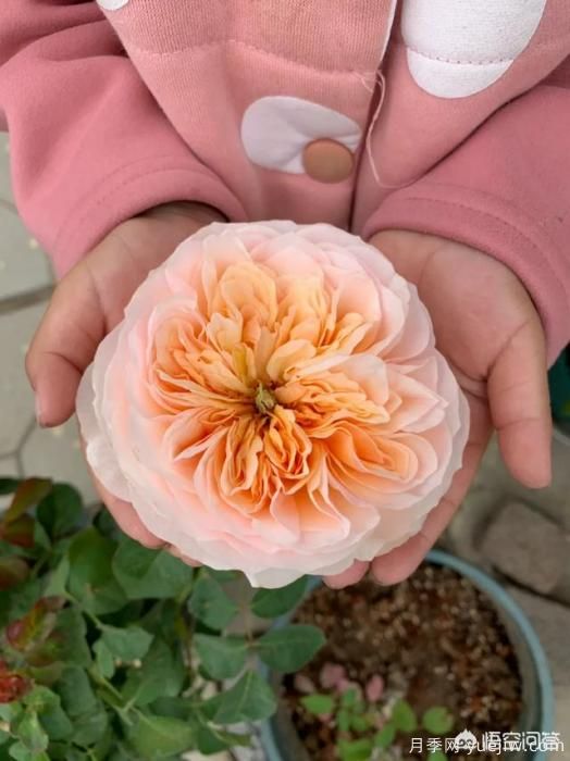 有哪些花友必備的月季花品種可以推薦下？(圖6)