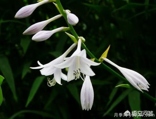 多年生的草本花卉品種的花有什么花？(圖3)