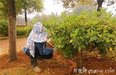 如何做園林的綠化養(yǎng)護(hù)工作？(圖5)