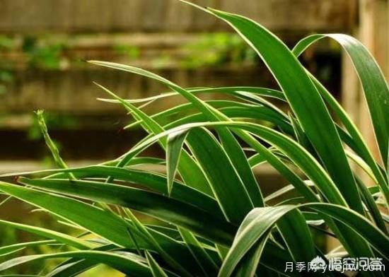 多年生的草本花卉品種的花有什么花？(圖1)