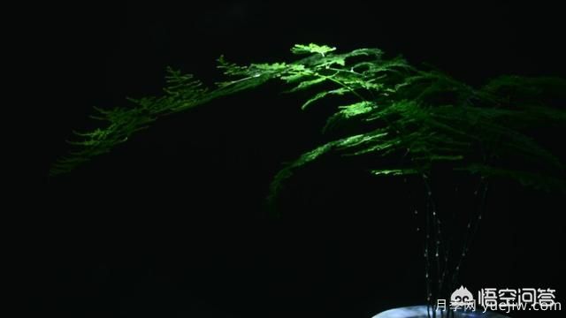 多年生的草本花卉品種的花有什么花？(圖2)