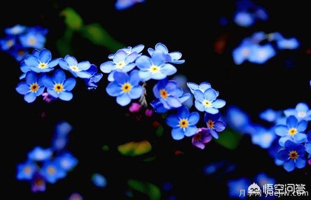 多年生的草本花卉品種的花有什么花？(圖4)