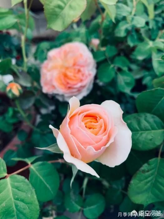 有哪些花友必備的月季花品種可以推薦下？(圖3)