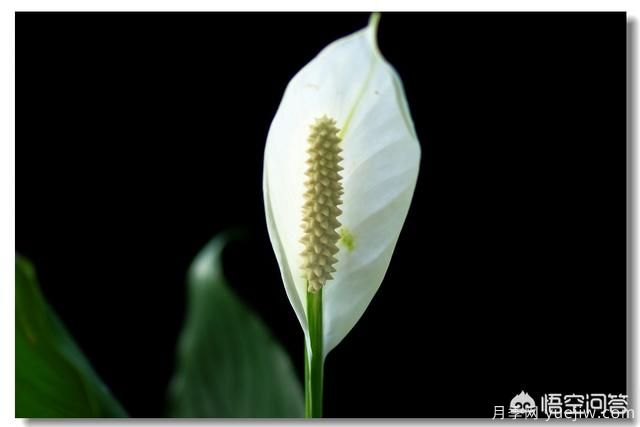 多年生的草本花卉品種的花有什么花？(圖5)