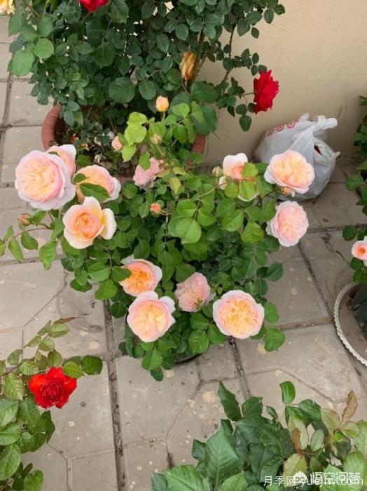 有哪些花友必備的月季花品種可以推薦下？(圖5)