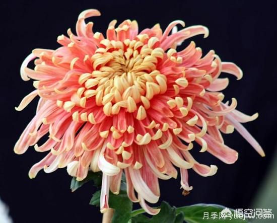 多年生的草本花卉品種的花有什么花？(圖7)