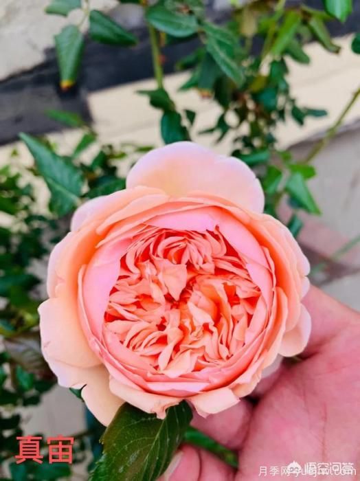 有哪些花友必備的月季花品種可以推薦下？(圖11)