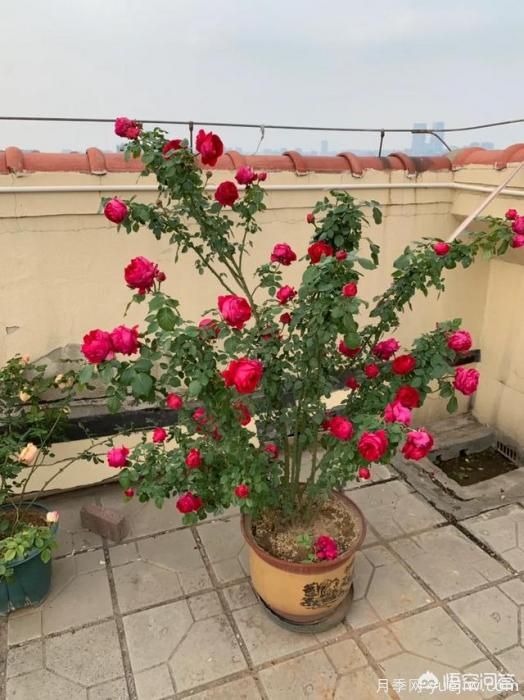 有哪些花友必備的月季花品種可以推薦下？(圖9)