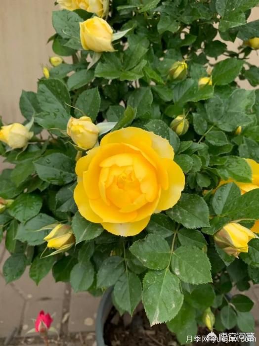 有哪些花友必備的月季花品種可以推薦下？(圖20)
