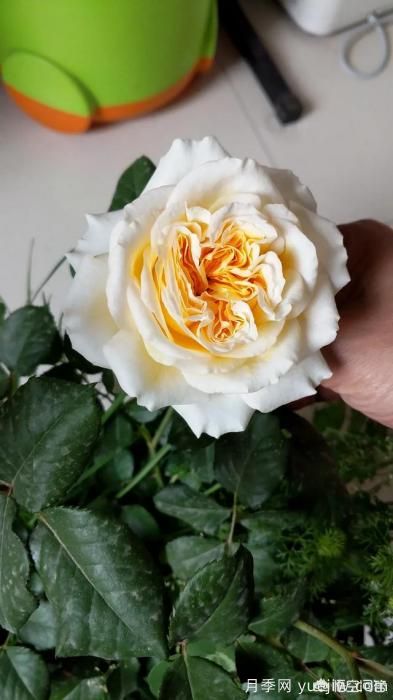 有哪些花友必備的月季花品種可以推薦下？(圖14)