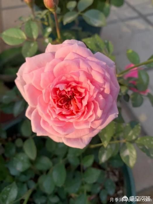 有哪些花友必備的月季花品種可以推薦下？(圖17)