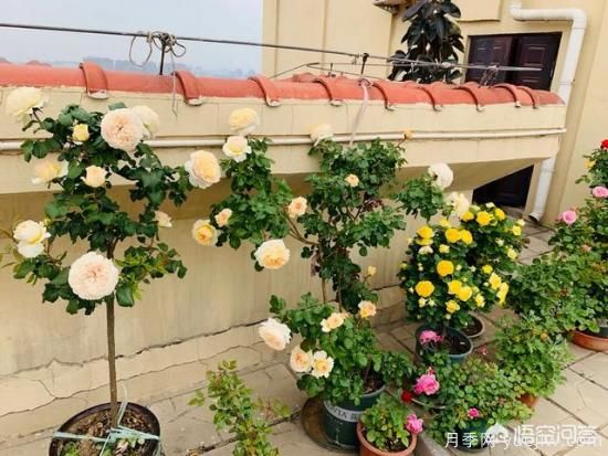 有哪些花友必備的月季花品種可以推薦下？(圖15)