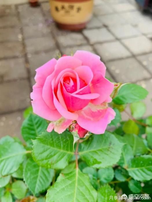 有哪些花友必備的月季花品種可以推薦下？(圖25)