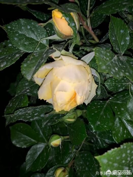 有哪些花友必備的月季花品種可以推薦下？(圖22)