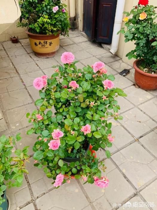有哪些花友必備的月季花品種可以推薦下？(圖23)