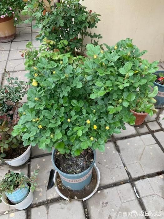 有哪些花友必備的月季花品種可以推薦下？(圖21)