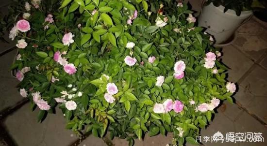 有哪些花友必備的月季花品種可以推薦下？(圖27)