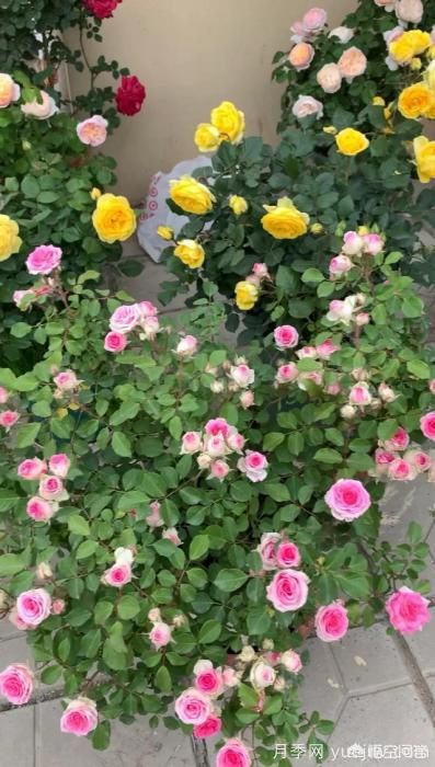 有哪些花友必備的月季花品種可以推薦下？(圖30)