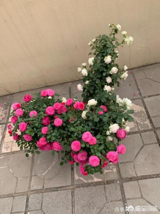 有哪些花友必備的月季花品種可以推薦下？(圖31)